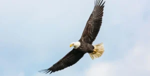 American Eagle Trading Inc.